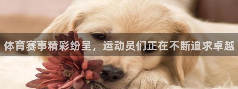 体育赛事精彩纷呈，运动员们正在不断追求卓越