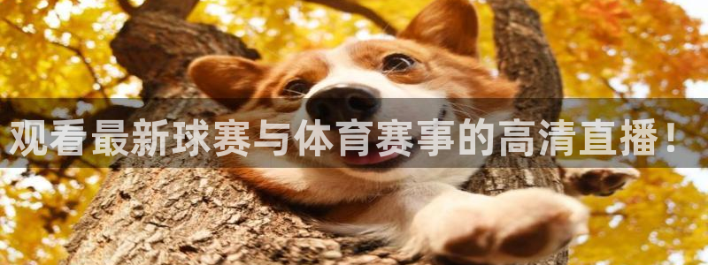 观看最新球赛与体育赛事的高清直播！