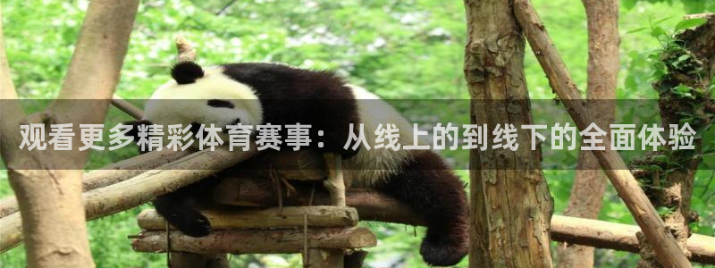 观看更多精彩体育赛事：从线上的到线下的全面体验
