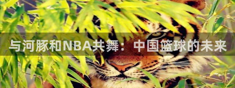 与河豚和NBA共舞：中国篮球的未来