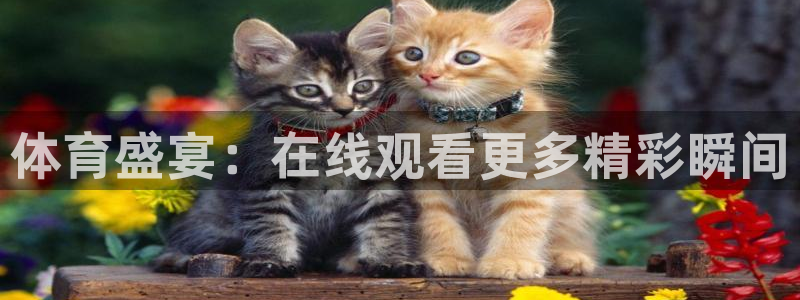 体育盛宴：在线观看更多精彩瞬间