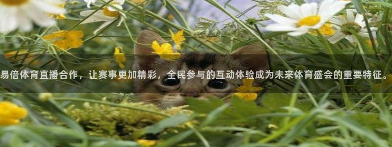 易倍体育直播合作，让赛事更加精彩，全民参与的互动体验成为未来体育盛会的重要特征。