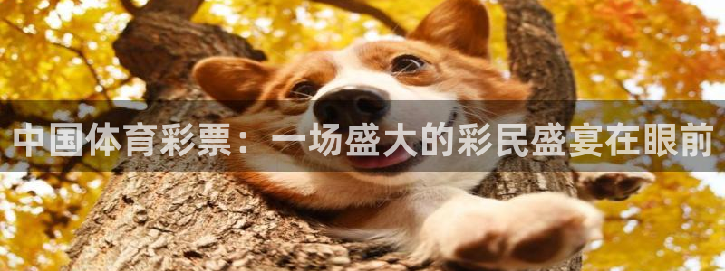 中国体育彩票：一场盛大的彩民盛宴在眼前