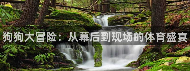 狗狗大冒险：从幕后到现场的体育盛宴
